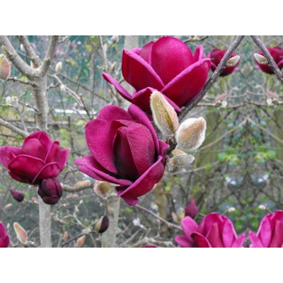 Magnolia Genie 'Magnolia soulangeana'