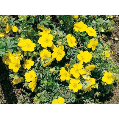 Pięciornik Goldteppich 'Potentilla fruticosa'