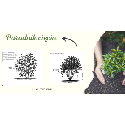 Laurowiśnia wschodnia Rotundifolia