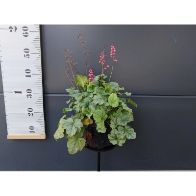 Żurawka heuchera Mint Marquess