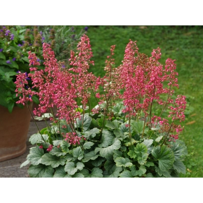 Żurawka heuchera Mint Marquess