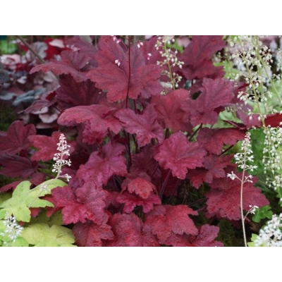 Żurawka heuchera  Autumn Leaves