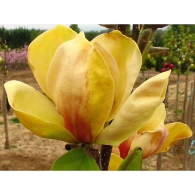 Magnolia Sunsation