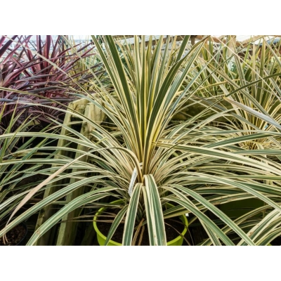 Kordylina, 'Cordylina' Dwukolorowa