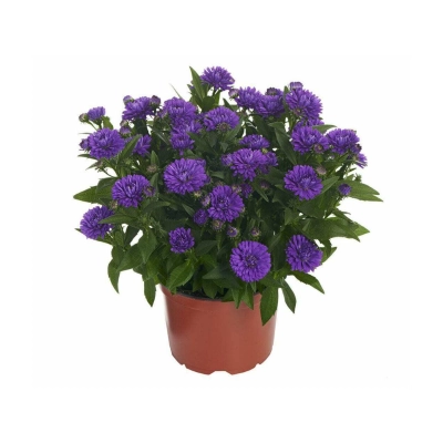 Aster 'Showmakers' Indigo Ice