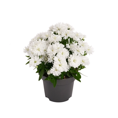 Aster 'Showmakers' Polar