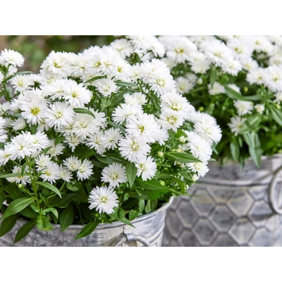 Aster 'Showmakers' Polar