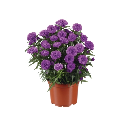 Aster 'Showmakers' Pretty pink