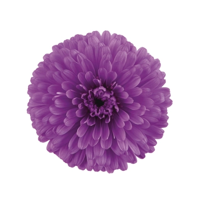 Aster 'Showmakers' Pretty pink