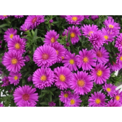 Aster 'Showmakers' Magenat