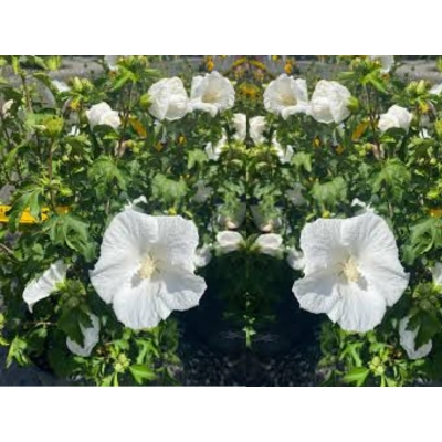 Hibiskus bagienny White angel 'Hibiscus moscheutos'
