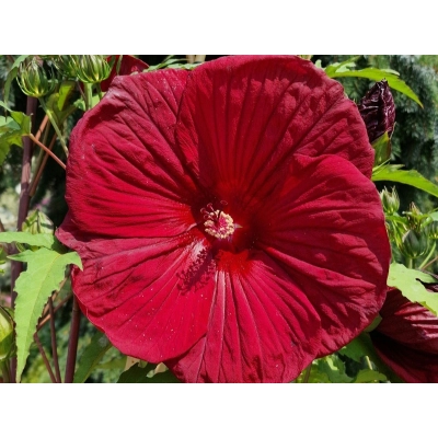 Hibiskus bagienny Burgundy Velvet 'Hibiscus moscheutos'