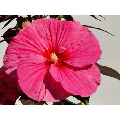 Hibiskus bagienny Pink Chocolate 'Hibiscus moscheutos'