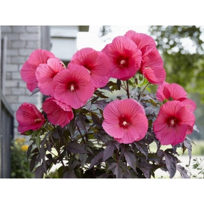 Hibiskus bagienny Pink Jake 'Hibiscus moscheutos'