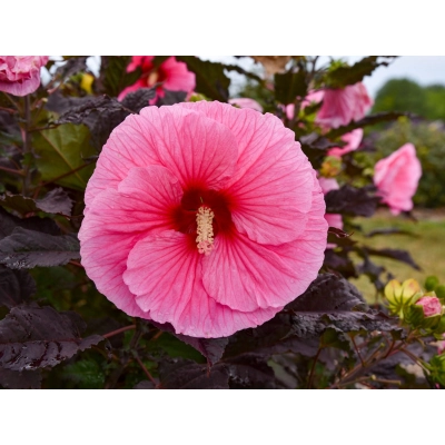Hibiskus bagienny Pink Jake 'Hibiscus moscheutos'