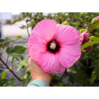 Hibiskus bagienny Candy Crash 'Hibiscus moscheutos'