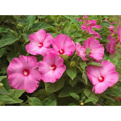 Hibiskus bagienny Candy Crash 'Hibiscus moscheutos'