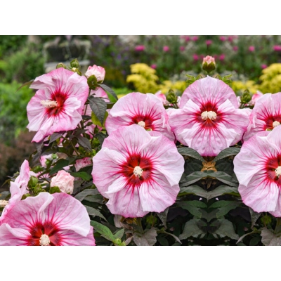 Hibiskus bagienny Cherry Chocolatte 'Hibiscus moscheutos'