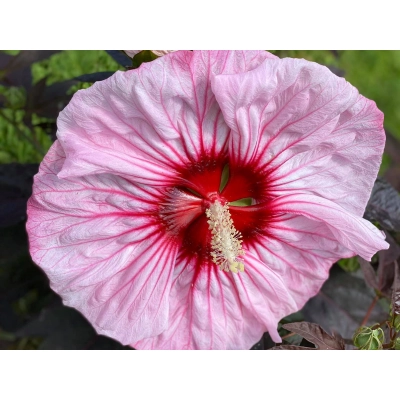 Hibiskus bagienny Cherry Chocolatte 'Hibiscus moscheutos'