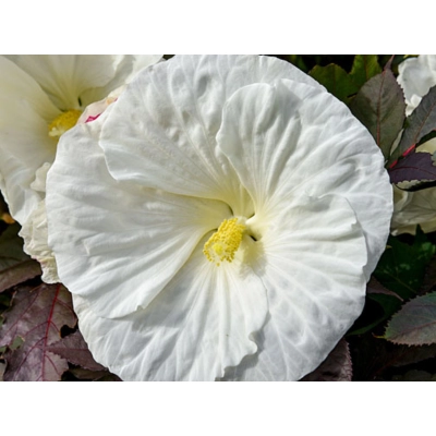 Hibiskus bagienny Cookies and Creame 'Hibiscus moscheutos'