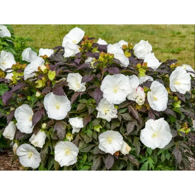 Hibiskus bagienny Cookies and Creame 'Hibiscus moscheutos'
