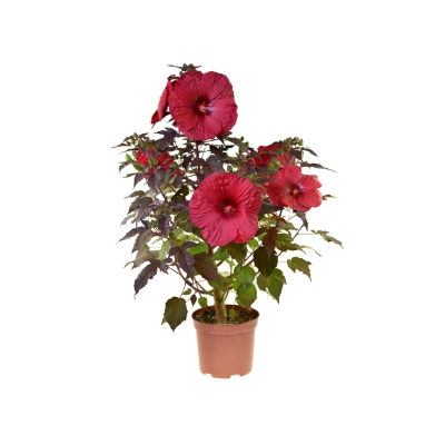 Hibiskus bagienny Holy Grail 'Hibiscus moscheutos'