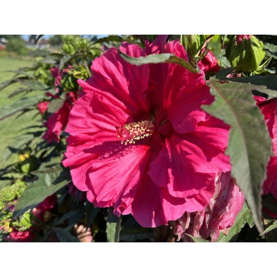 Hibiskus bagienny Holy Grail 'Hibiscus moscheutos'