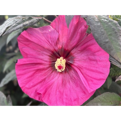 Hibiskus bagienny Watermelon Ruffles 'Hibiscus moscheutos'