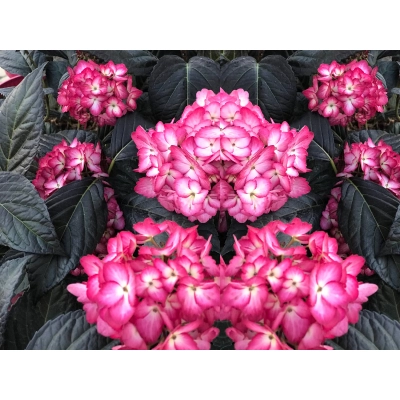 Hortensja macrophylla 'Eclipse'