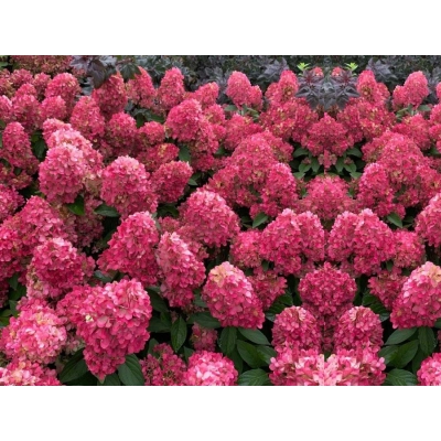 Hortensja paniculata 'Fire Light'