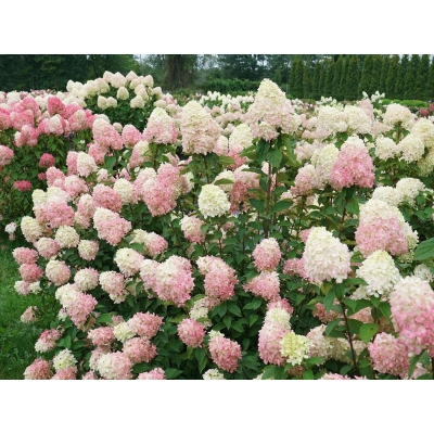 Hortensja paniculata 'Limelight prime'