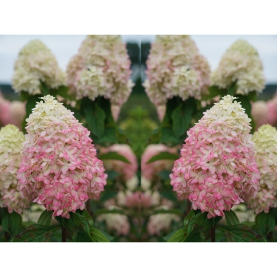 Hortensja paniculata 'Limelight prime'