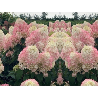 Hortensja paniculata 'Pinkachu'