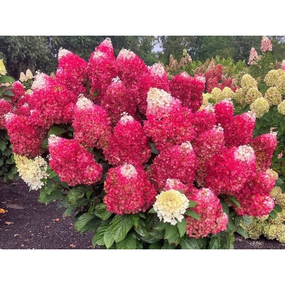 Hortensja bukietowa Pettie Cherry