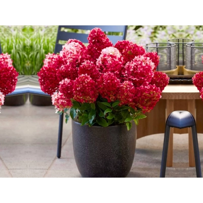 Hortensja bukietowa Pettie Cherry