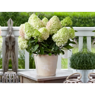 Hortensja bukietowa Little fresco