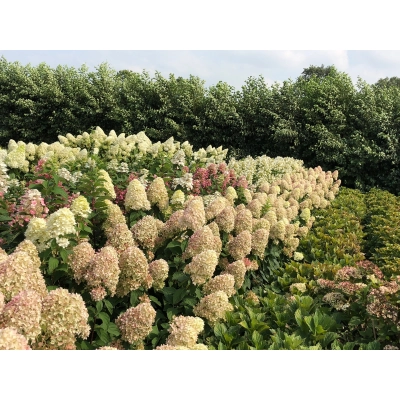 Hortensja bukietowa Magical candle