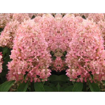 Hortensja bukietowa Magical candle