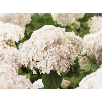 Hortensja drzewiasta Marshalmallow