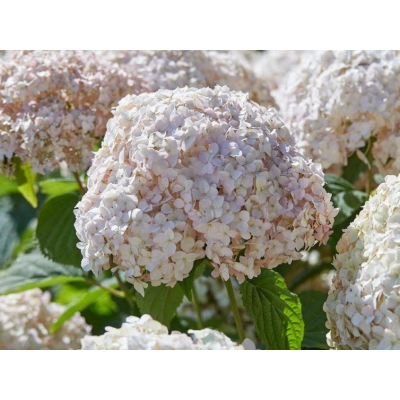 Hortensja drzewiasta Marshalmallow