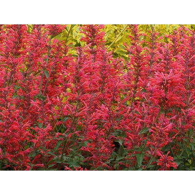 Kłosowiec Kudoso Coral