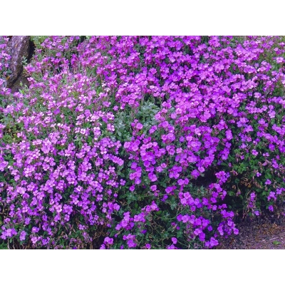 Żagwin 'Aubrieta cultorum' Audrey purple shades
