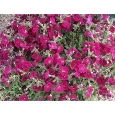 Żagwin 'Aubrieta cultorum' Audrey red