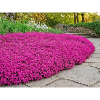 Żagwin 'Aubrieta cultorum' Audrey red