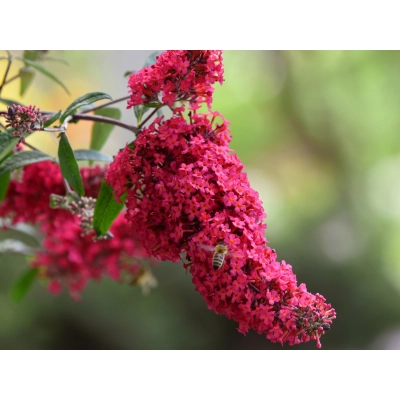 Budleja Davida Prince Charming