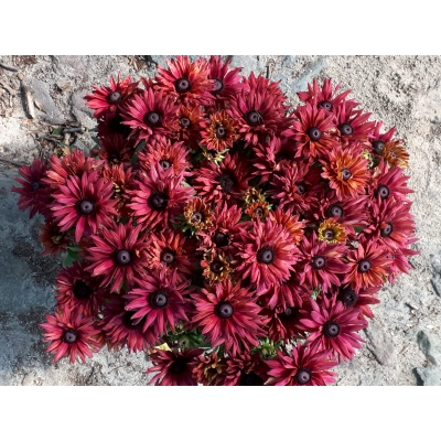 Rudbekia Flamenco True red
