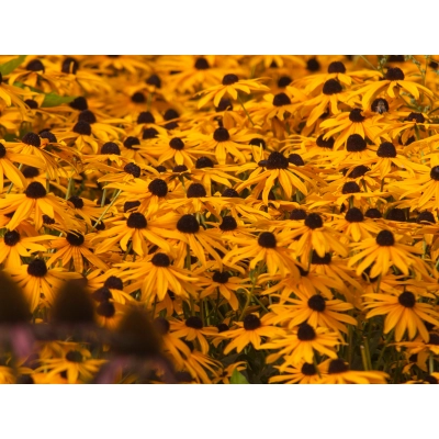 Rudbekia Goldsturm