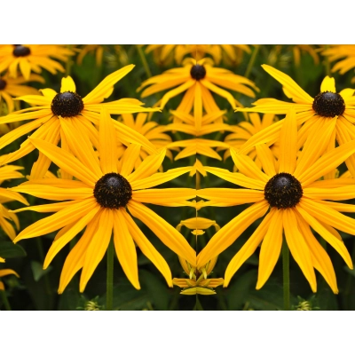 Rudbekia Goldsturm