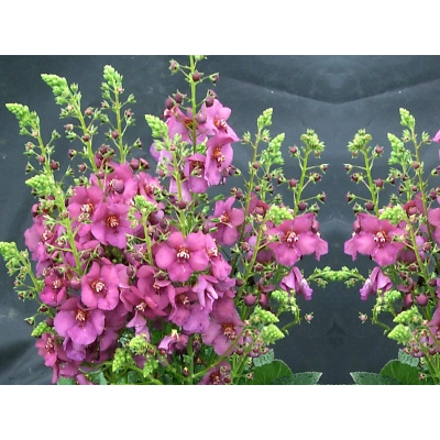 Dziewanna Ogrodowa Plum Smokey - jak u Babci