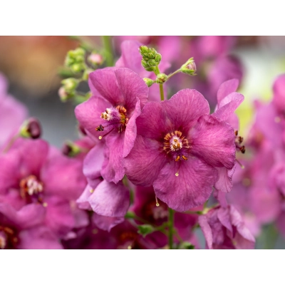 Dziewanna Ogrodowa Plum Smokey - jak u Babci